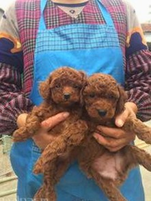 陈晓：从幕后趣事到方言演绎，明星的多面生活揭秘